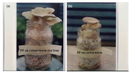 Image for - Oyster Mushroom: Exploration of Additional Agro-waste Substrates in Nigeria
