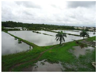 Image for - Impact of Climate Change on Brackish Water Aquaculture Development in the Coastal Areas of Niger Delta