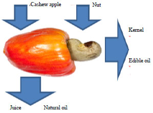 Image for - Return Expectations and Perceived Risks in the Establishment ofa Business Unit of Cashew Nut Processing in Rio Grande do NorteState, Brazil
