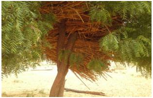 Image for - Assessment of Existing and Potential Feed Resources for Improving Livestock Productivity in Niger