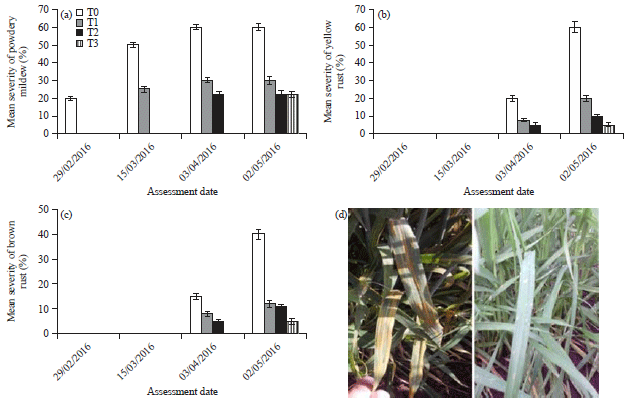 Image for - Effect of Application Timing of Artea and Amistar Xtra on the Yield of Wheat (Triticum aestivum L.) under Foliar Disease in the East-Algerian