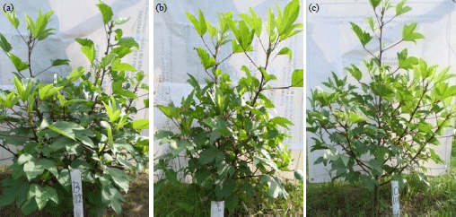Image for - Effect of Gamma Rays Irradiation on M1 Generation of Roselle(Hibiscus sabdariffa L.)