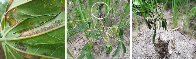 Image for - Assessment of the NECO’s Effectiveness against Cassava Bacterial Blight Caused by Xanthomonas axonopodis pv. manihotis In Côte D’Ivoire