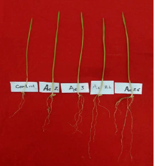 Image for - Screening Multifunctional Plant Growth Promoting Rhizobacteria Strains for Enhancing Seed Germination in Wheat (Triticum aestivum L.)