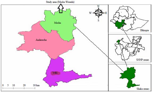 Image for - Major Constraints of Enset (Ensete ventricosum) Production and Management in Masha District, Southwest Ethiopia