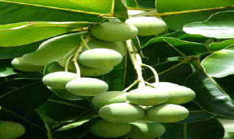 Image for - Evaluation of the Chemical Composition of Immature and Mature Ball Nut Seed (Calophyllum inophyllum) Meals