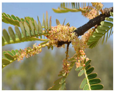 Image for - Flowering Biology and Phenology of Aonla (Emblica officinalis Gaertn.) in the Semi-arid Environment of North-West India