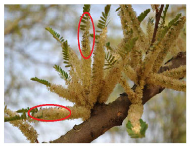 Image for - Flowering Biology and Phenology of Aonla (Emblica officinalis Gaertn.) in the Semi-arid Environment of North-West India