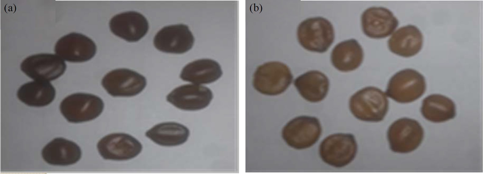 Image for - The Effect of Seeds Age and Chilling on Water Imbibition and Germination for Ziziphus spina-christi Seeds