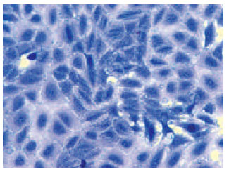 Image for - In vitro Anticancer Agent I-Tissue Culture Study of Human Lung Cancer Cells A549 II-Tissue Culture Study of Mice Leukemia Cells L1210