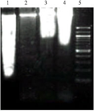 Image for - Antitumor Effect of Snake Venom (Hydrophis spiralis) on Ehrlich Ascites Carcinoma Bearing Mice