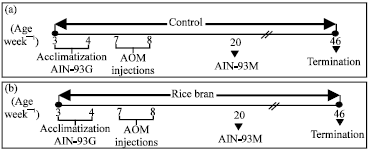 Image for - Protective Effects of Rice Bran on Chemically Induced Colon Tumorigenesis may be Due to Synergistic/Additive Properties of Bioactive Components