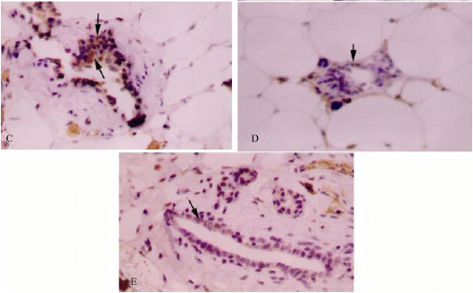 Image for - Protective Effect of Green Alage Against 7,12-Dimethylbenzanthracene (DMBA)-Induced Breast Cancer in Rats