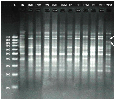 Image for - Perspective of DNA Methylation in Cancer Research