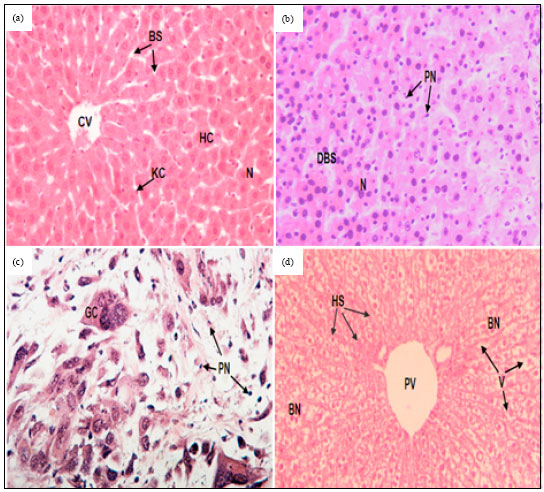 Image for - Anti-tumor Effects of Bee Honey on PCNA and P53 Expression in the Rat Hepatocarcinogenesis