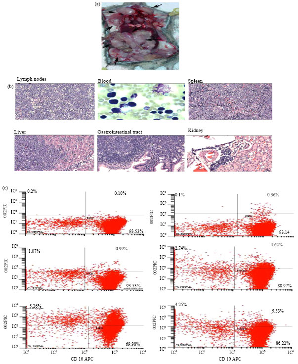 Image for - IL-14β Transgenic Mice Develop Tumors Consistent with Follicular Lymphoma