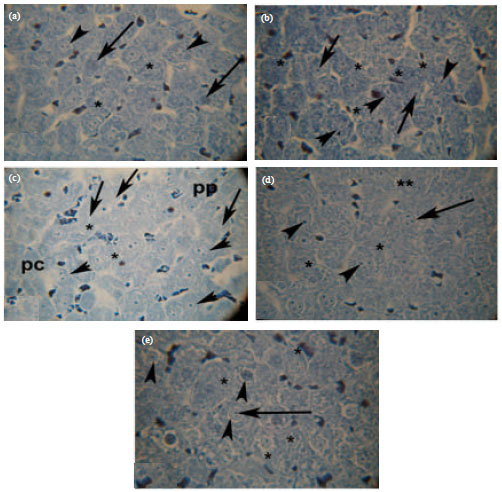 Image for - Cytoprotective Effect and Antioxidant Properties of Silymarin on Cisplatin Induced Hepatotoxicity in Rats: A Biochemical and Histochemical Study