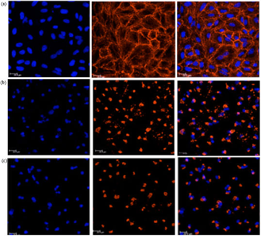 Image for - Proliferative Inhibition and Apoptotic Mechanism on Human Non-small-cell  Lung Cancer (A549 Cells) of a Novel Cucurbitacin from Wilbrandia ebracteata  Cogn
