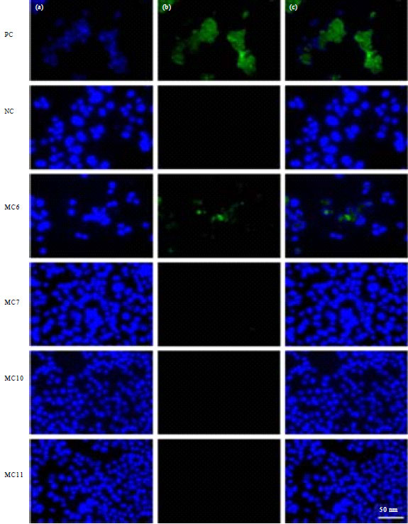 Image for - Anti-Cancer Effect and Mechanisms of Action of Mikania cordata Plant Extract on MCF-7 Human Breast Adenocarcinoma Cells