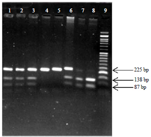 Image for - Single Nucleotide Polymorphism of MSH3 Gene Alters Head and Neck Squamous-Cell Carcinoma Risk in North-India