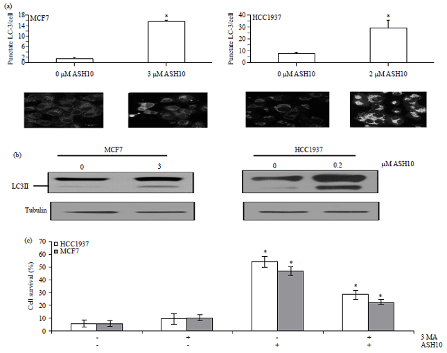 Image for - Newly Synthesized Palladium (II) Complex ASH10 Induces Apoptosis and Autophagy in Breast Cancer Cells