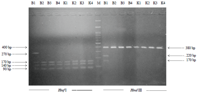 Image for - Polymorphisms in Genes Encoding Kappa Casein Milk Protein in Dairy Cattle