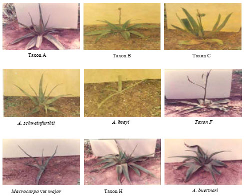 Image for - Reproductive Ability as a Guide to the Selection of a Nigerian Aloe Linn. Most Suitable for Cultivation on a Commercial Scale