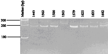 Image for - Analysis of Genetic Relationships of Pearl Millet (Pennisetum glaucum L.) Landraces from Zimbabwe, Using Microsatellites