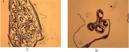 Image for - Fertility Restoration and Cytological Studies of Pollen in Pearl Millet (Pennisetum glaucum (L.) R.Br.) Male Sterile and Fertile Lines