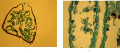 Image for - Fertility Restoration and Cytological Studies of Pollen in Pearl Millet (Pennisetum glaucum (L.) R.Br.) Male Sterile and Fertile Lines