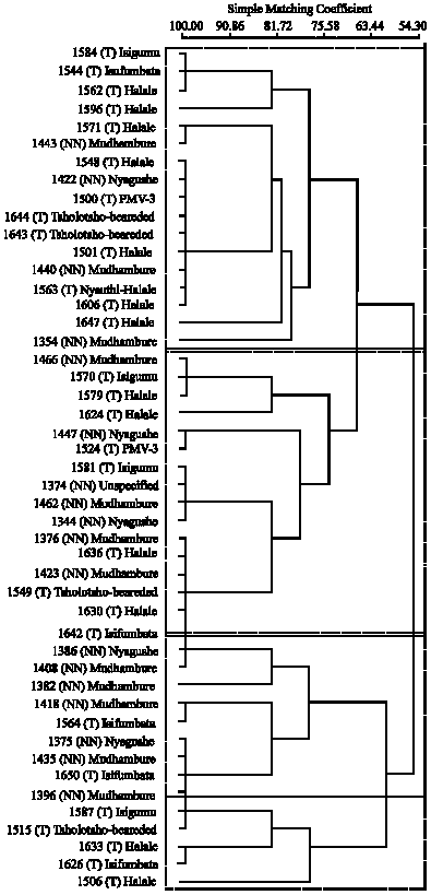 Image for - Analysis of Genetic Relationships of Pearl Millet (Pennisetum glaucum L.) Landraces from Zimbabwe, Using Microsatellites