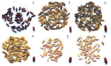 Image for - Use of Different Marker Systems to Estimate Genetic Diversity in the Traditional Medicinal Rice Cultivar of Kerala