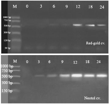 Image for - Expression of Sl-WRKY1 Transcription Factor During B. cinerea tomato Interaction in Resistant and Susceptible Cultivars