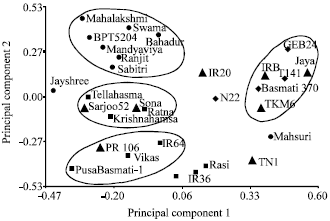 Image for - Identification of Genotype Specific Alleles and Molecular Diversity Assessment of Popular Rice (Oryza sativa L.) Varieties of India