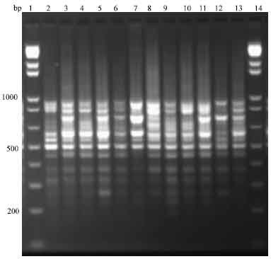 Image for - Genetic Analysis of a Soybean Genetic Pool using ISSR Marker: Effect of Gamma Radiation on Genetic Variability