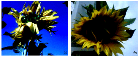 Image for - Effect of Sodium Azide on the Growth and Variability Induction in Helianthus annuus L.