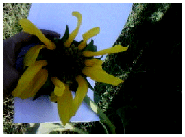 Image for - Effect of Sodium Azide on the Growth and Variability Induction in Helianthus annuus L.