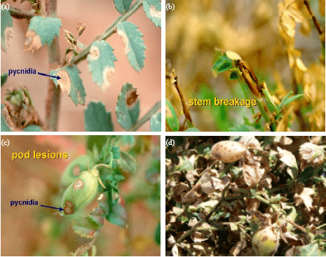 Image for - Ascochyta blight (Ascochyta rabiei (Pass.) Lab.) of Chickpea (Cicer arietinum L.): Breeding Strategies for Resistance