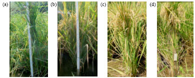 Image for - Microsatellite (SSR) Based Assessment of Genetic Diversity among the Semi-dwarf Mutants of Elite Rice Variety WL112