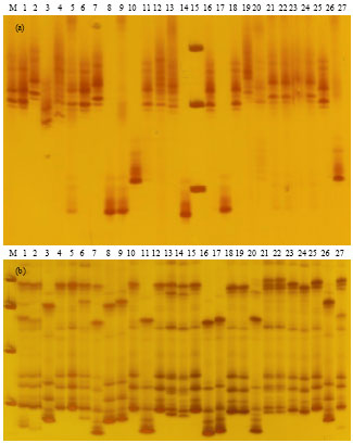 Image for - DNA Finger Printing of Salt Tolerant and Susceptible Genotypes Using MicroSatellite Markers in Rice (Oryza sativa L.)