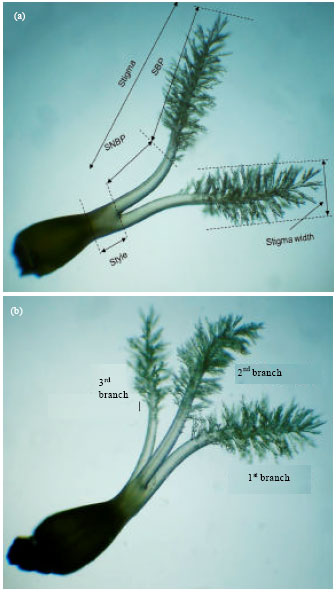 Image for - Occurrence of Trifid Stigma Morphotype in a Maintainer Line of Rice (Oryza sativa L.)