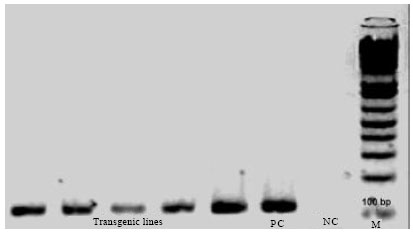 Image for - Agrobacterium-mediated Genetic Transformation of Chrysanthemum (Chrysanthemum morifolium Ramat.) with an Aphidicidal Gene, gcs (Gamma-cadinene Synthase)