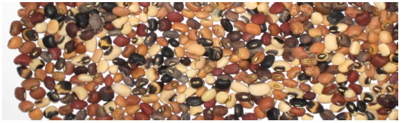 Image for - Diversity in 118 Cowpea [Vigna unguiculate (L.) Walp] Accessions Assessed  with 16 Morphological Traits