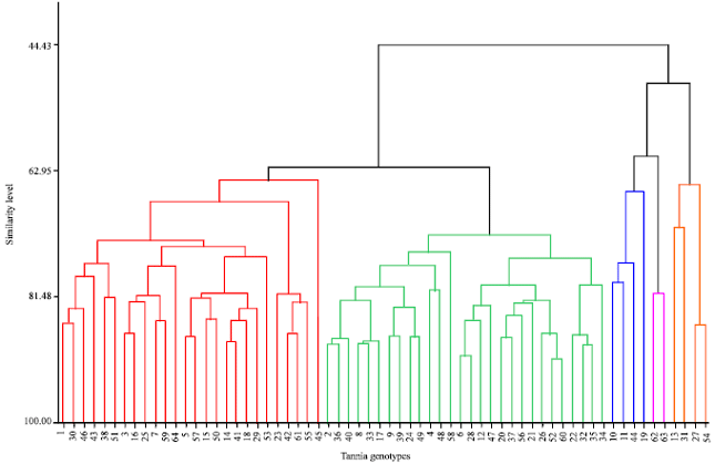 Image for - Genetic Diversity of Tannia (Xanthosoma sagittifolium (L.) Schott)  Genotypes Using Multivariate Analysis at Jimma, Southwest Ethiopia