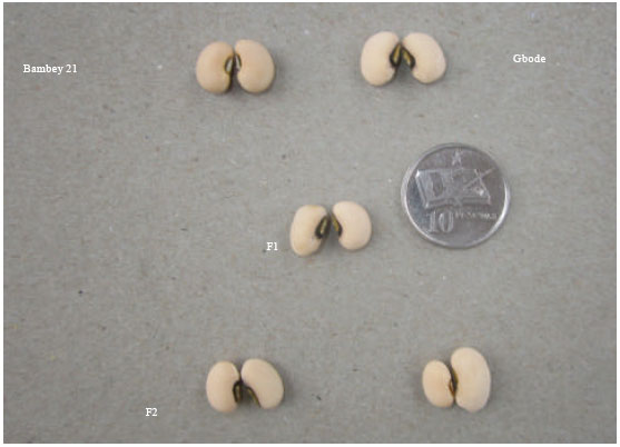 Image for - Inheritance of Seed Coat Colour in Cowpea (Vigna unguiculata (L.)  Walp)