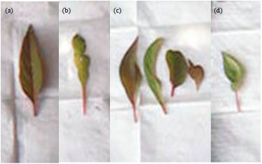 Image for - Induction of Mutations in Celosia argentea using Dimethyl Sulphate 
  and Identification of Genetic Variation by ISSR Markers