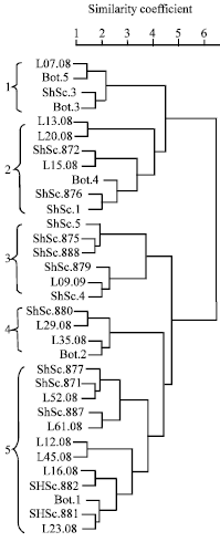 Image for - SSR and SRAP Markers-based Genetic Diversity in Sorghum (Sorghum bicolor (L.) Moench) Accessions of Sudan