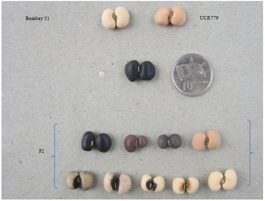 Image for - Inheritance of Seed Coat Colour in Cowpea (Vigna unguiculata (L.)  Walp)