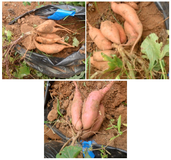 Image for - Regeneration of Three Sweet Potato (Ipomoea batatas (L.)) Accessions in Ghana via, Meristem and Nodal Culture