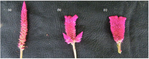 Image for - Induction of Mutations in Celosia argentea using Dimethyl Sulphate 
  and Identification of Genetic Variation by ISSR Markers